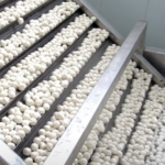 Vietnam’s Affordable Superfood Sweeps Asia and Europe: Surging Past $200 Million in Sales as Thailand and South Korea Race to Secure Supplies