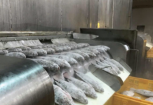 Vietnam’s Underwater ‘Treasure’ Outshines Catfish and Tuna: Exports Surge Over 300% as Competitors Face U.S. Tariffs Exceeding 50%