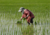 Thailand’s Rice Crisis Deepens: Export Prices Hit 15-Year Low as Experts Warn of Falling Behind Vietnam in This Key Area