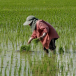 Thailand’s Rice Crisis Deepens: Export Prices Hit 15-Year Low as Experts Warn of Falling Behind Vietnam in This Key Area