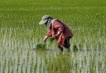 Thailand’s Rice Crisis Deepens: Export Prices Hit 15-Year Low as Experts Warn of Falling Behind Vietnam in This Key Area