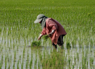 Thailand’s Rice Crisis Deepens: Export Prices Hit 15-Year Low as Experts Warn of Falling Behind Vietnam in This Key Area