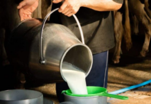 Police Raid Uncovers Counterfeit Milk Ring Operating in Early Hours, Seizes and Destroys 400 Liters of Chemically-Laced Product