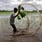 Asia’s Rice Export Race Claims Unexpected Victim: Fourth-Largest Global Exporter Sees Revenue Halved, Outpacing Thailand and India