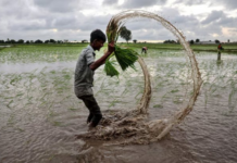 Asia’s Rice Export Race Claims Unexpected Victim: Fourth-Largest Global Exporter Sees Revenue Halved, Outpacing Thailand and India