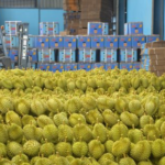 After Laos and Cambodia, Another Durian Competitor Prepares to Enter China’s Market: With 1/8th the Area of Vietnam, Exports Expected by 2026