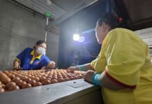 “Ba Huan Faces Forced Customs Suspension Over $2.2 Million Tax Debt: What Do Insiders Say?”