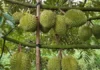 Durian Remains a Leading Export Commodity