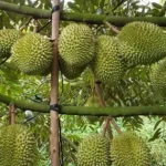 Durian Remains a Leading Export Commodity