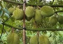 Durian Remains a Leading Export Commodity