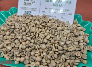 Unprecedented Coffee Prices in Son La Region Today, November 2nd