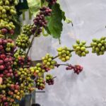 Today’s Coffee Prices (Nov 1): More Extreme Than the Weather