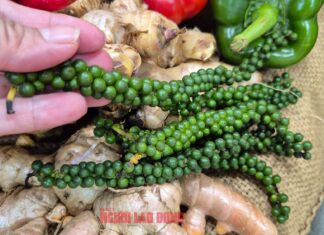 U.S. Officially Eliminates Retaliatory Tariffs on Coffee and Pepper