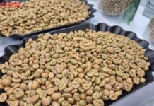 Today’s Coffee Prices (Nov 15): Plummeting in Response to U.S. Tax Adjustments