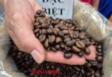 Today’s Coffee Prices (Nov 16): A Dismal Week for Coffee Prices