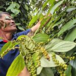 Pepper Prices Plunge: Many Dealers Suspend Purchases, Citing Market Challenges