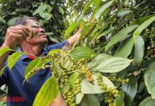 Pepper Prices Plunge: Many Dealers Suspend Purchases, Citing Market Challenges