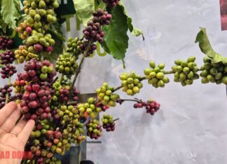 Today’s Coffee Prices (Nov 1): More Extreme Than the Weather