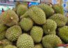 Durian Prices Skyrocket, Yet Farmers Remain Uncheered
