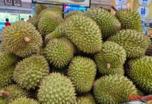 Durian Prices Skyrocket, Yet Farmers Remain Uncheered
