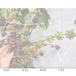 Today’s Coffee Prices (Nov 8): A Sharp Rebound in the Market