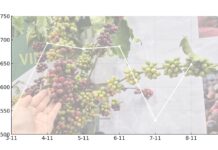 Today’s Coffee Prices (Nov 8): A Sharp Rebound in the Market