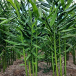 Vietnam’s Spice Treasure: Earning Over $48 Million This Year, the Country Ranks 3rd Globally in Bulb Crop Exports