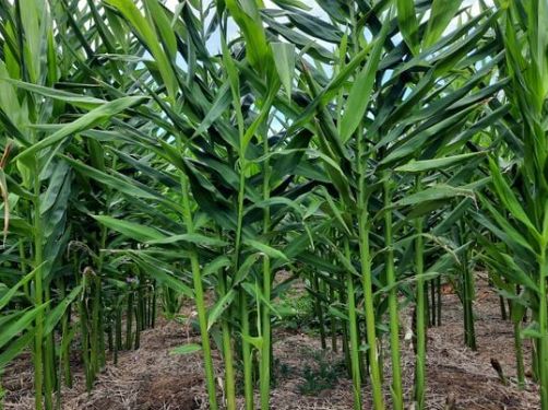 Vietnam’s Spice Treasure: Earning Over $48 Million This Year, the Country Ranks 3rd Globally in Bulb Crop Exports