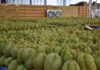 Thailand, Vietnam’s Durian Rival, Accelerates in European and U.S. Markets: Exports Triple, While China Remains the Largest ‘Gold Mine’