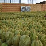 Thailand, Vietnam’s Durian Rival, Accelerates in European and U.S. Markets: Exports Triple, While China Remains the Largest ‘Gold Mine’