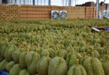 Thailand, Vietnam’s Durian Rival, Accelerates in European and U.S. Markets: Exports Triple, While China Remains the Largest ‘Gold Mine’
