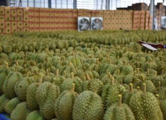 Thailand, Vietnam’s Durian Rival, Accelerates in European and U.S. Markets: Exports Triple, While China Remains the Largest ‘Gold Mine’