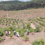 China Announces Successful Durian Cultivation in Yunnan: Pursuing the Dream of “Durian Freedom,” What’s the Planting Scale?