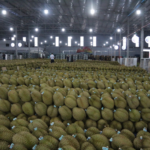 Vietnam’s Durian Industry Faces a Major Lesson