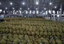 Vietnam’s Durian Industry Faces a Major Lesson