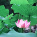 From Leaf to Root: How One Farmer in Dong Thap Earns $6,500 Monthly Growing a Versatile Crop