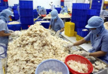 What is Vinh Hoan’s Subsidiary Planning to Do with Nearly VND 465 Billion in Capital Raising?