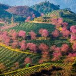 Lao Cai Selects Investor for Eco-Urban Development at the Renowned O Quy Ho Tea Hill Scenic Area
