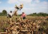 “White Gold” Root Crop: Vietnam Imports 9 Million Tons from Cambodia