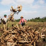 “White Gold” Root Crop: Vietnam Imports 9 Million Tons from Cambodia