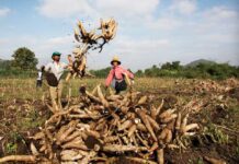“White Gold” Root Crop: Vietnam Imports 9 Million Tons from Cambodia