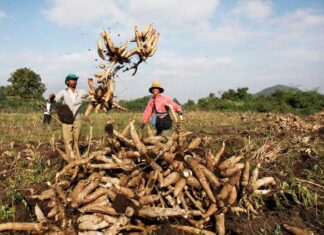 “White Gold” Root Crop: Vietnam Imports 9 Million Tons from Cambodia