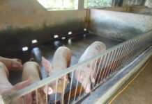 Today’s Live Hog Prices Plummet