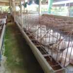 Today’s Live Pig Prices, November 22: Surging Across Most Regions