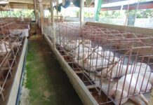 Today’s Live Pig Prices, November 22: Surging Across Most Regions