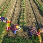 China Strikes Back with ‘Ancient Martial Arts’ Strategy as Western Tariffs on Electric Vehicles Intensify – Who’s Feeling the Heat Now?