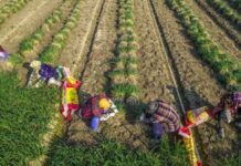 China Strikes Back with ‘Ancient Martial Arts’ Strategy as Western Tariffs on Electric Vehicles Intensify – Who’s Feeling the Heat Now?