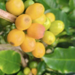 Today’s Coffee Prices (12/11): Arabica Surges Again, Robusta Takes an Unexpected Turn