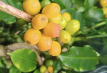 Today’s Coffee Prices (12/11): Arabica Surges Again, Robusta Takes an Unexpected Turn