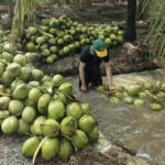 Fresh Coconuts Plummet in Price: A Shocking Market Crash